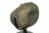 Hadrosaur (Hypacrosaurus?) Vertebra with Stand - Montana #148788-4